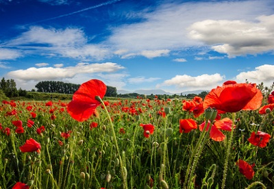 Klatschmohn-Wiese in der Pfalz :)